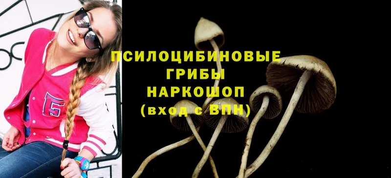 Галлюциногенные грибы Psilocybe  Вельск 